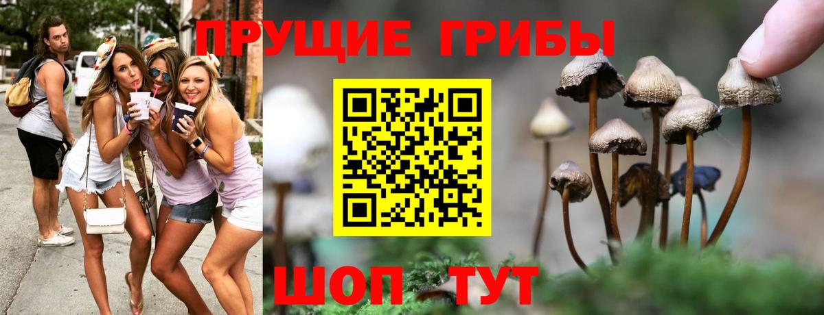 Галлюциногенные грибы Psilocybe Алексин